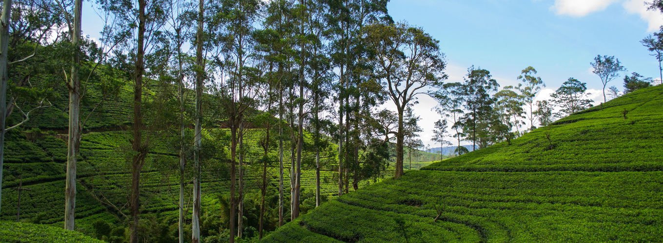 Ceylon 360°